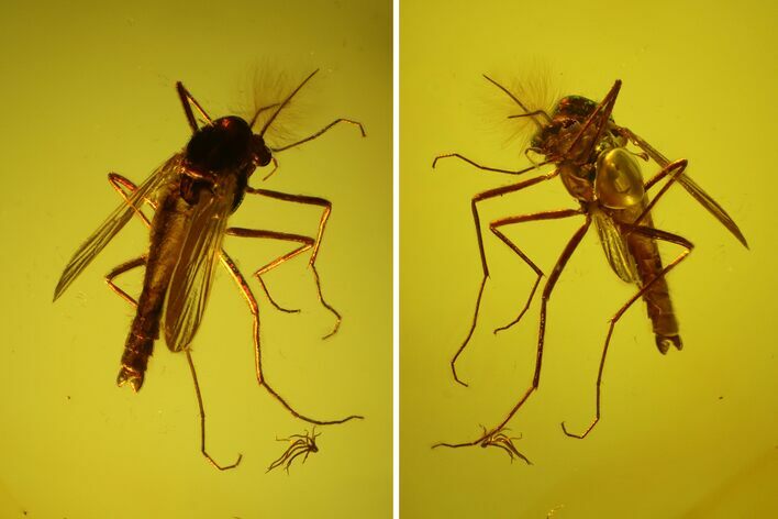 Detailed Fossil Fly (Chironomidae) In Baltic Amber #145404